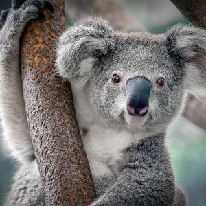Blue Mountain and Wildlife Tour