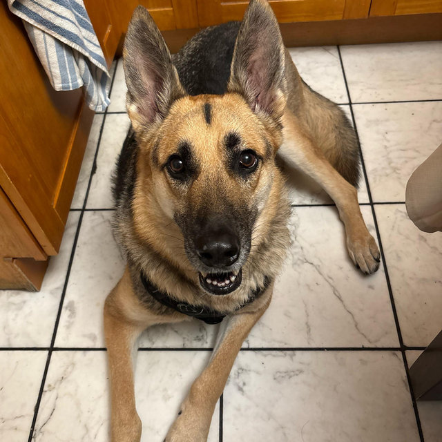 Mateo’s Toy/Treat Fund