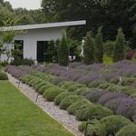 Summerhouse Lavender Farm