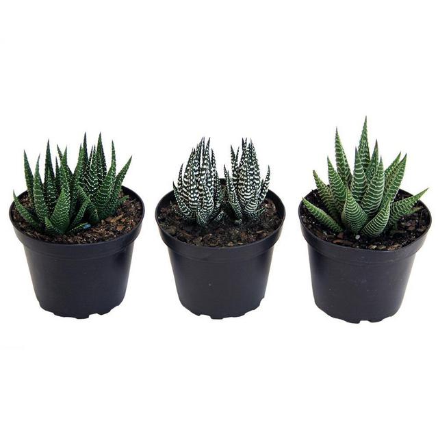 Haworthia Succulent Assortment in 4 in. Grower Pot (3-Pack)