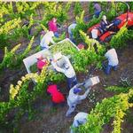 Grapeline Wine Tours