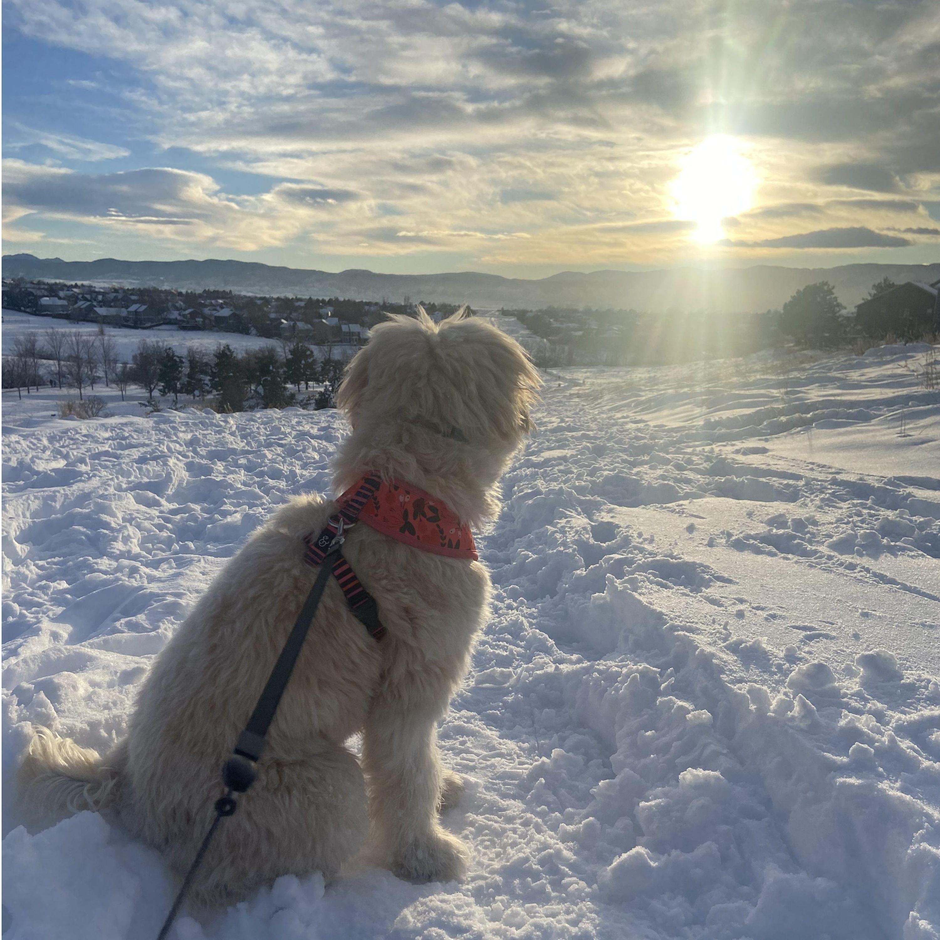 Snow Queen Dottie