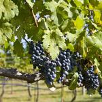 4JG Orchards & Vineyards