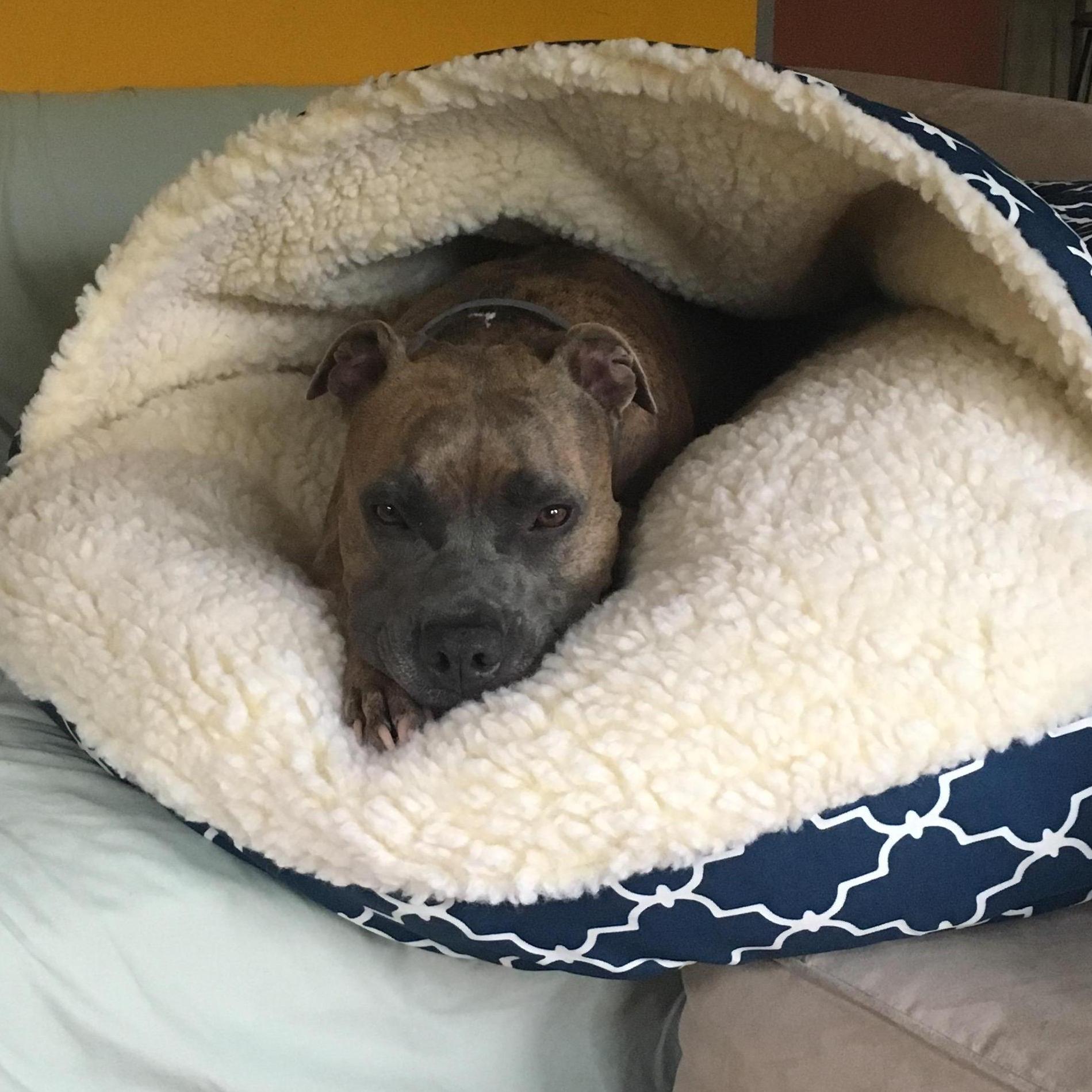 Addie in her cozy cave ;)