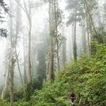 Mount Sutro Open Space Reserve