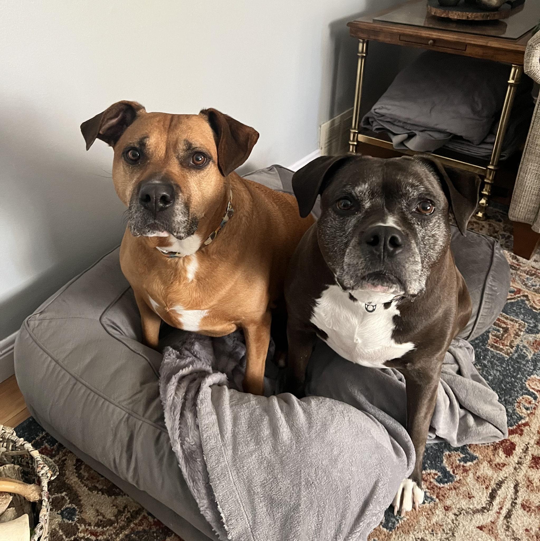 Gus Gus & Cocoa Bean Brownie