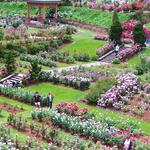 International Rose Test Garden
