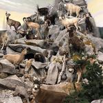 Northeastern Nevada Museum