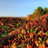Kauaʻi Coffee Company