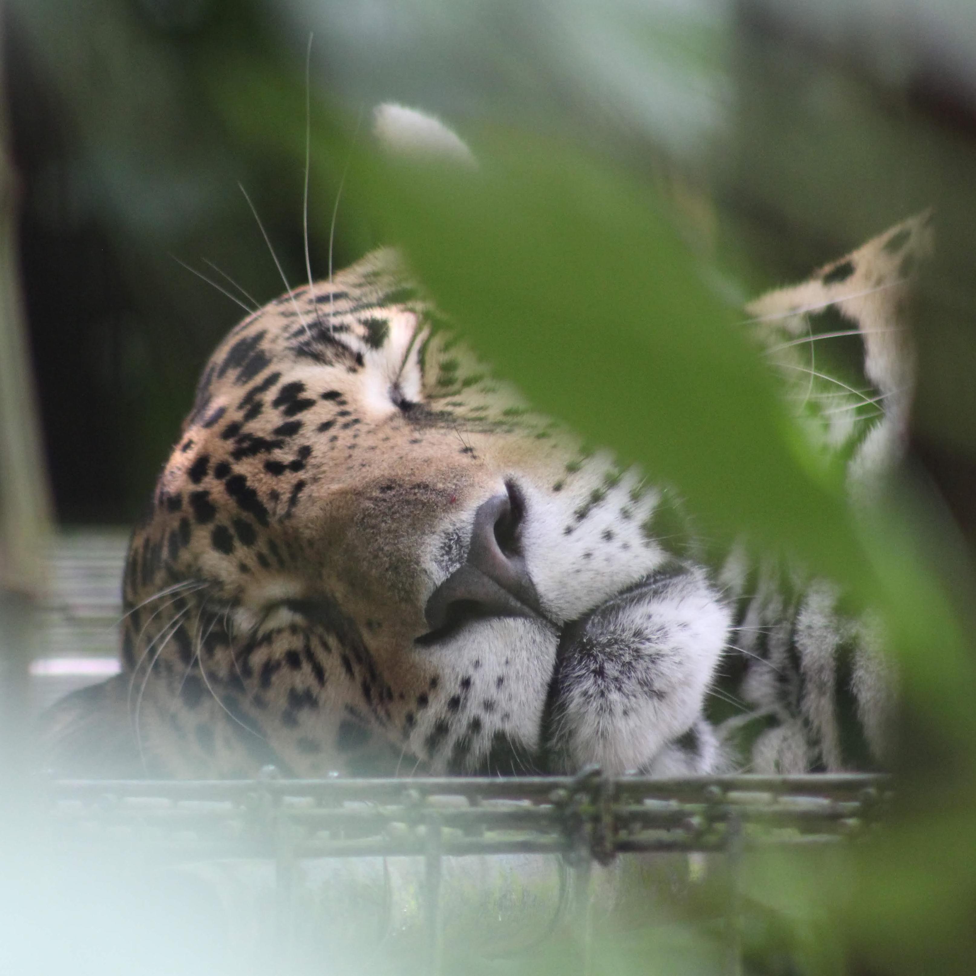 Jaguar at the Belize Zoo