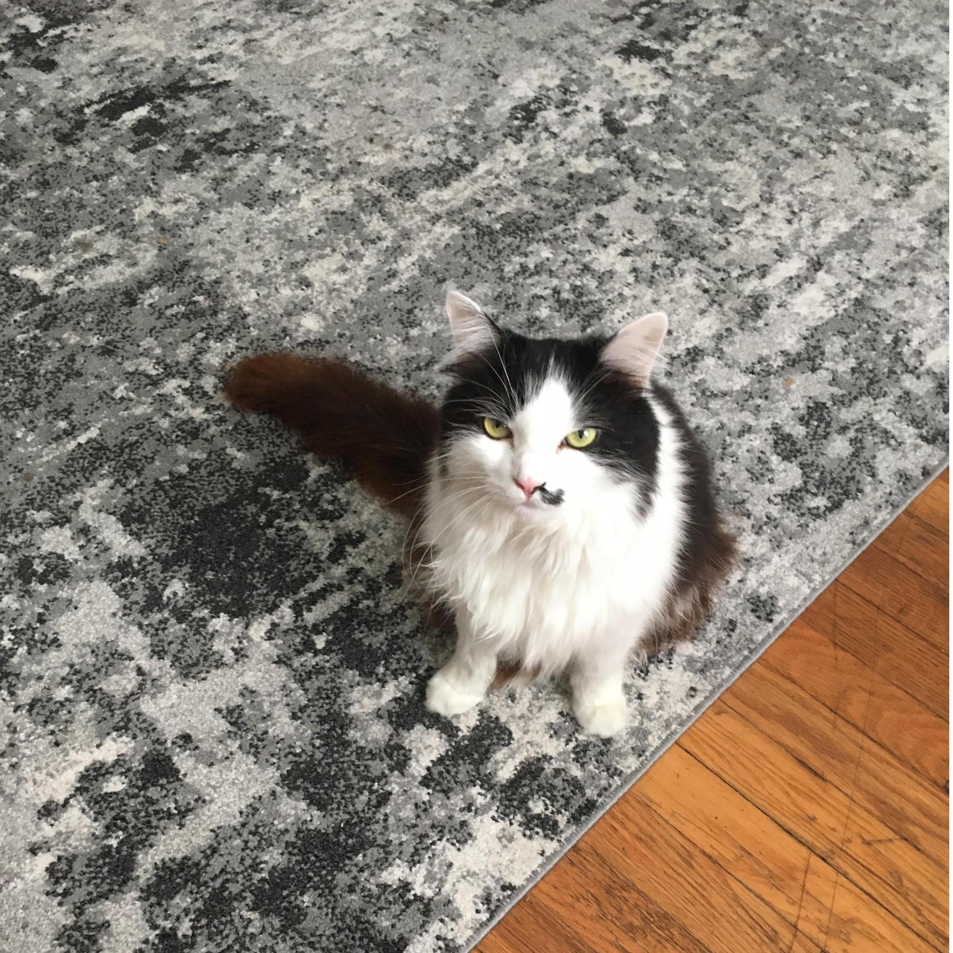 Our resident diva, Kiss.  Miss Thang, will walk away from you even when wanting to be pet.