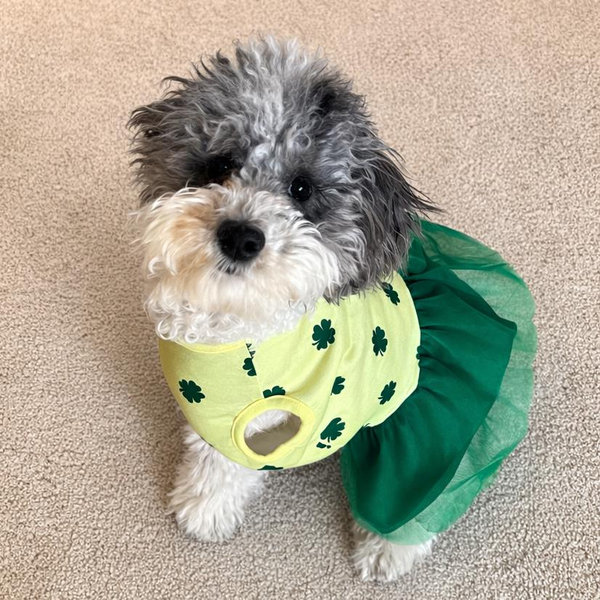 Millie's Pet Boarding During Wedding/Honeymoon