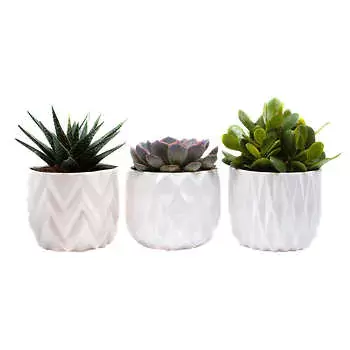 5" Succulent 3-pack