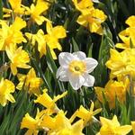 Minnesota Landscape Arboretum - Advance Reservations/Tickets Required