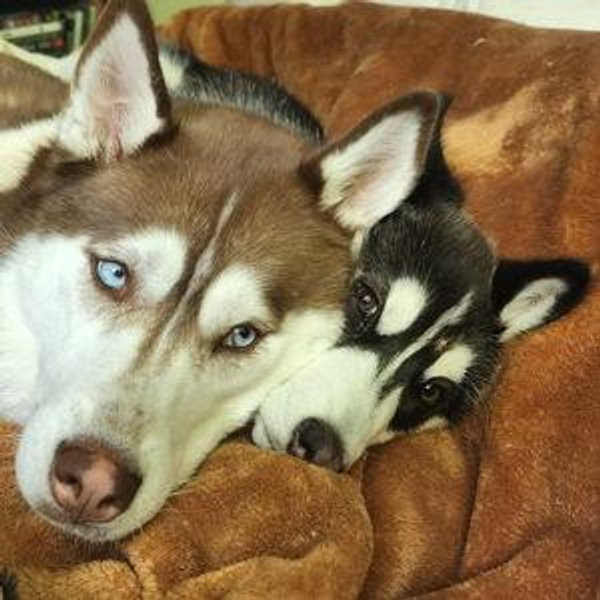 Treats for Indy & Juno