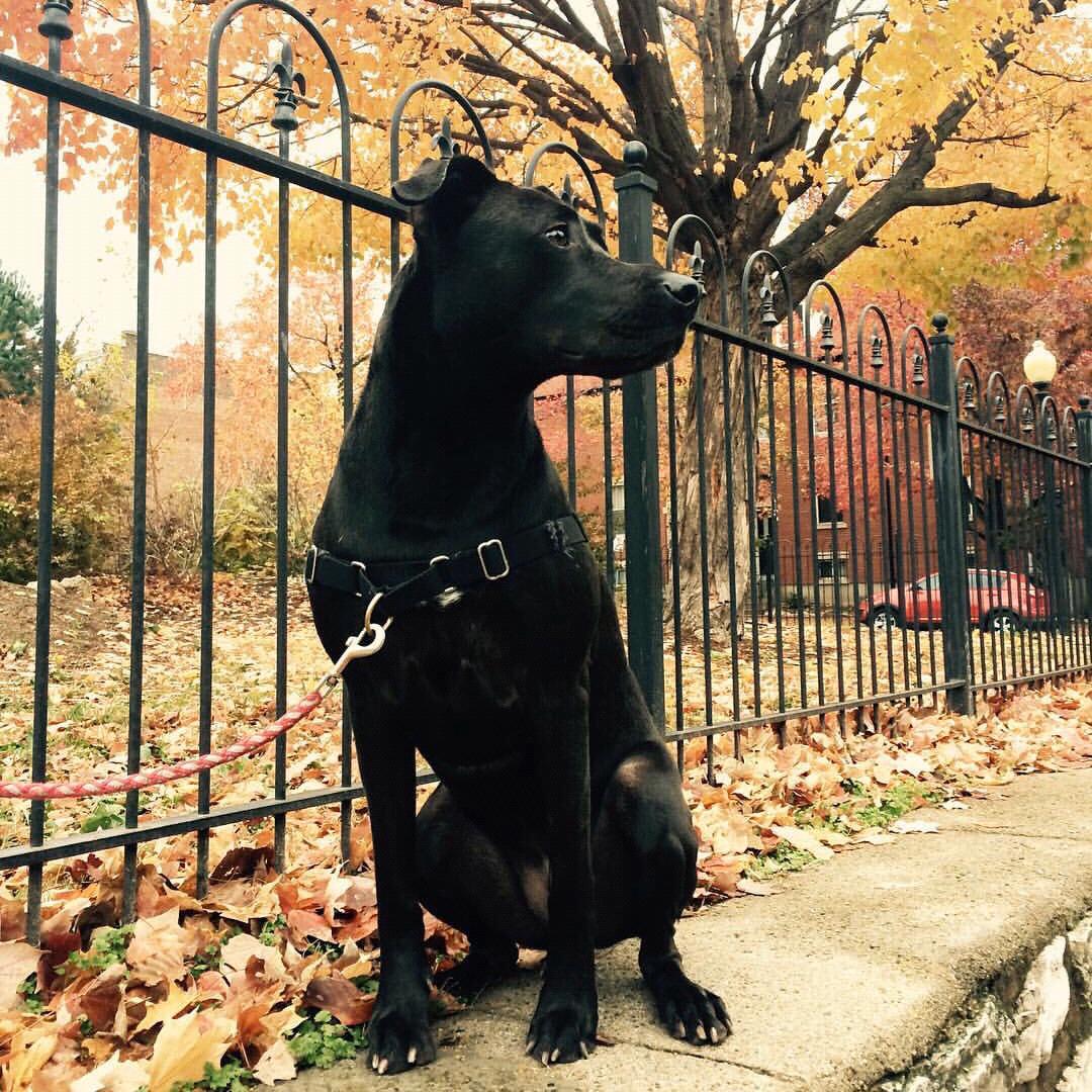 Taking Penny on a walk in Pontiac Square Park, St. Louis close by our old apartment in Soulard.