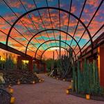 Desert Botanical Garden