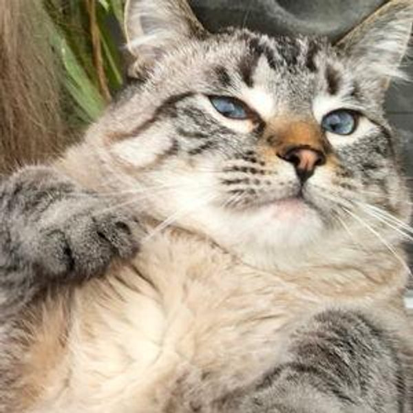 Vacation Cat Sitting for Hopper