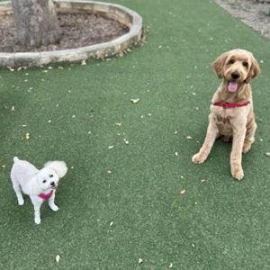 Year's Supply Of Pet Treats
