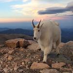 Mount Evans