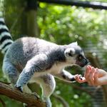 Oglebay Good Zoo
