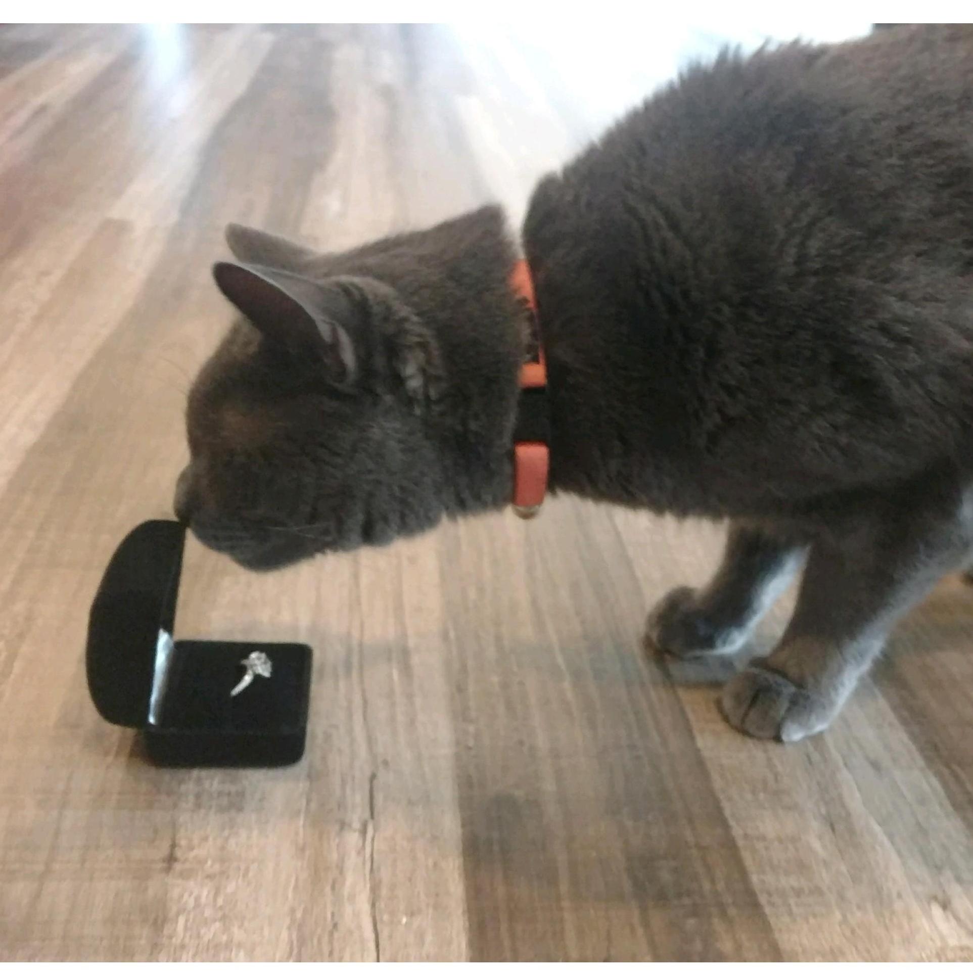 Leo inspecting the ring