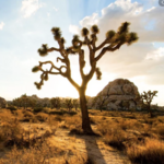 Joshua Tree National Park