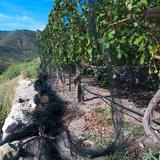 Verde Valley