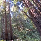 Muir Woods National Monument