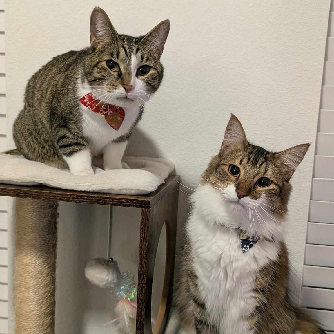 the beasts we live with <3