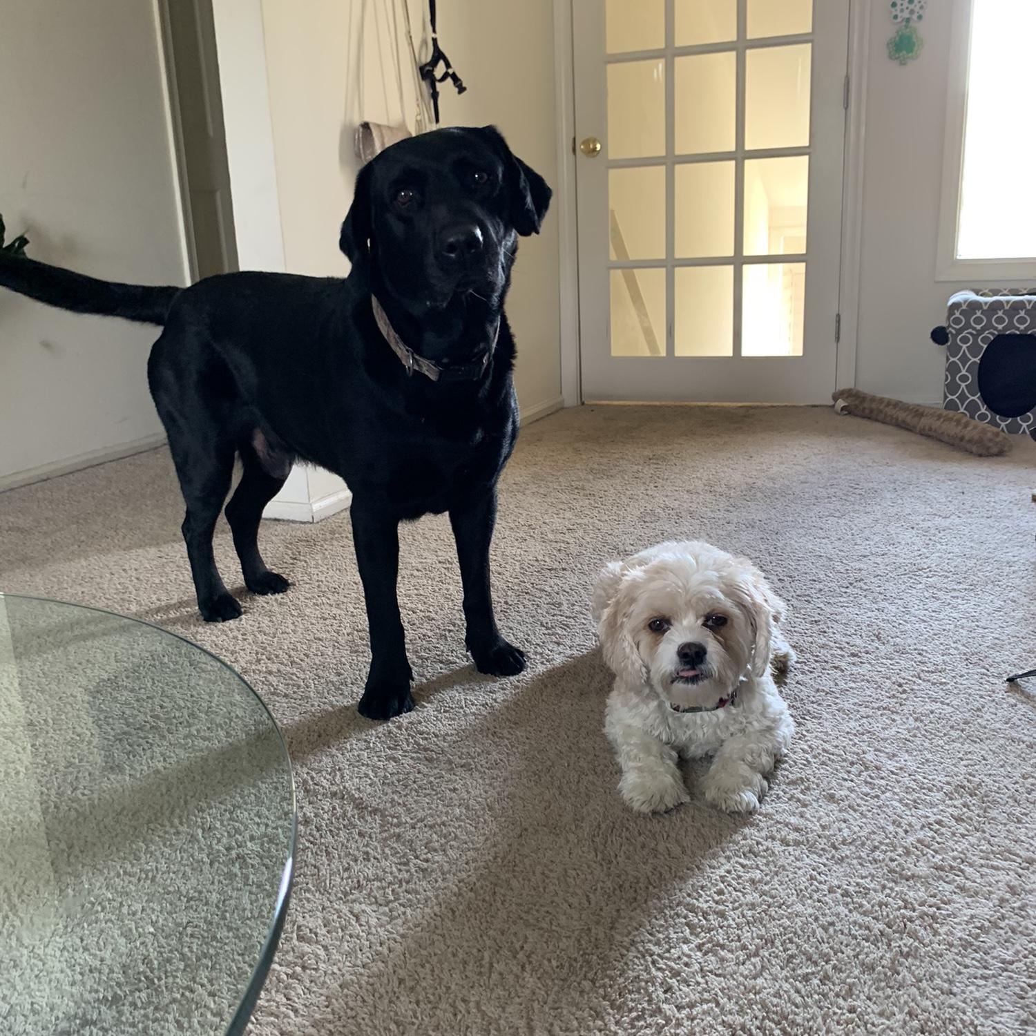 Our fur babies, Winston and Stoeger 🐶