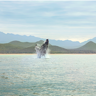 Each winter, thousands of whales, mostly gray and humpback, make the 5,000 mile trip from their feeding grounds in Alaska to the shallow protected bays of Mexico’s Baja peninsula