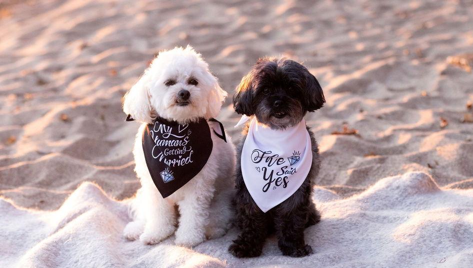 The Wedding Website of Céline St-Onge and Ian kunkel