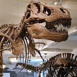 American Museum of Natural History