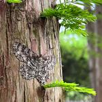 Wander around Maymont Park