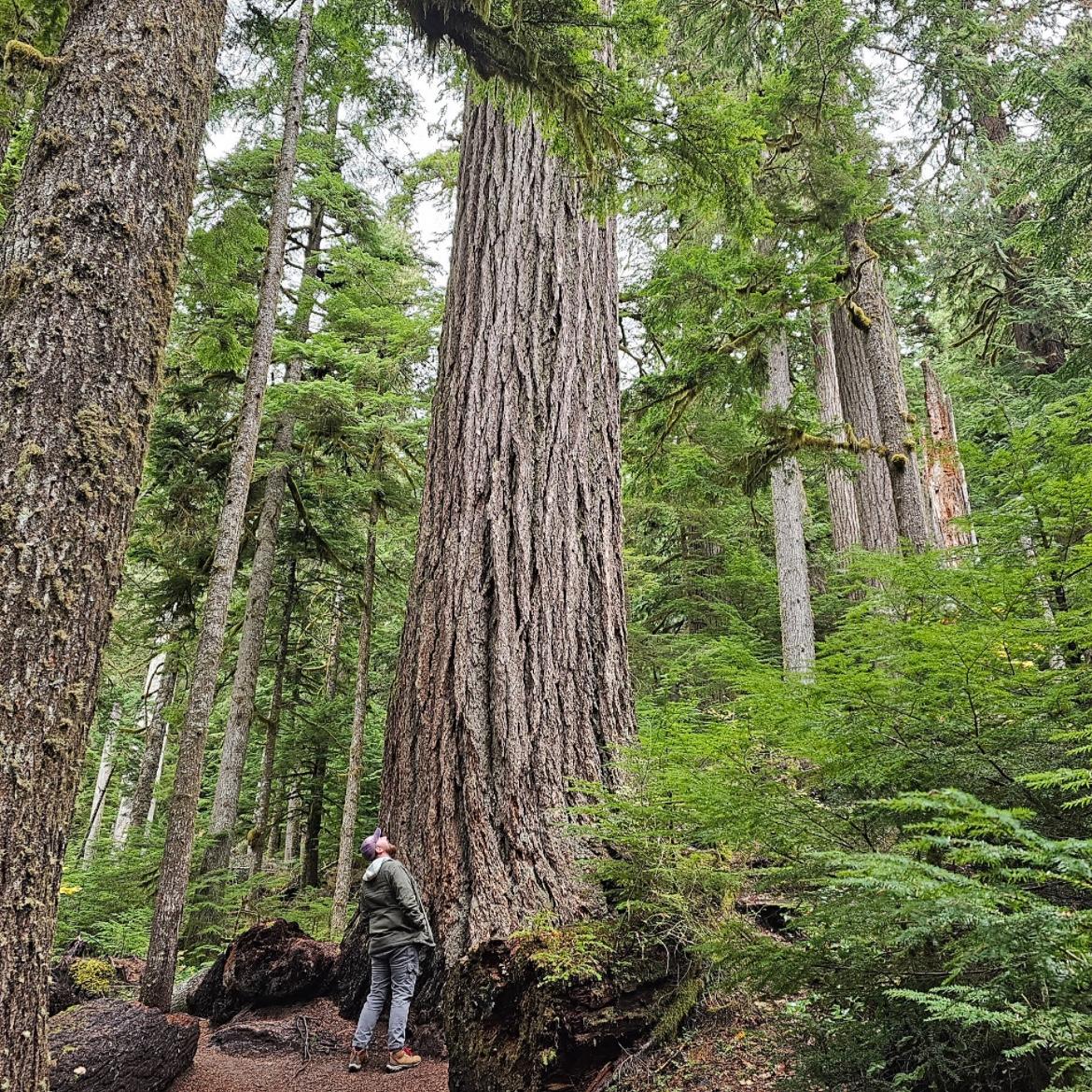 Washington Road Trip 2023 (Mount Rainer National Park)