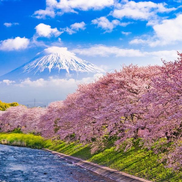 Japan Honeymoon Fund