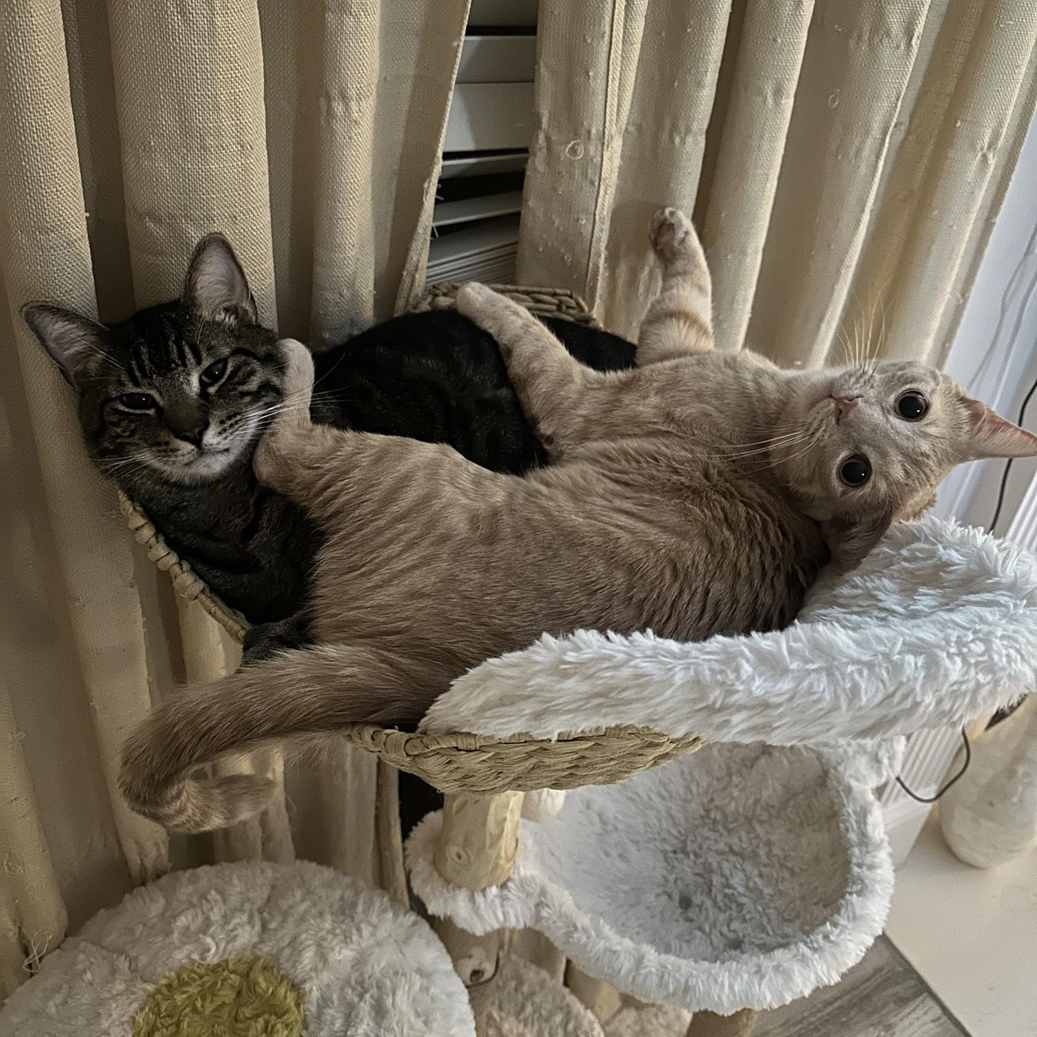 They can’t come but they are cute!!