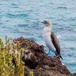 Islas Galápagos