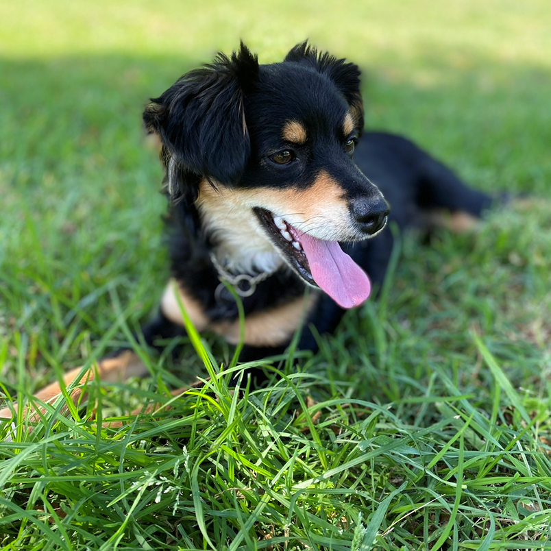 Our puppy Luna, who can't wait for her parents to get married.