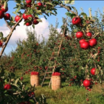 Wilson's Orchard & Farm