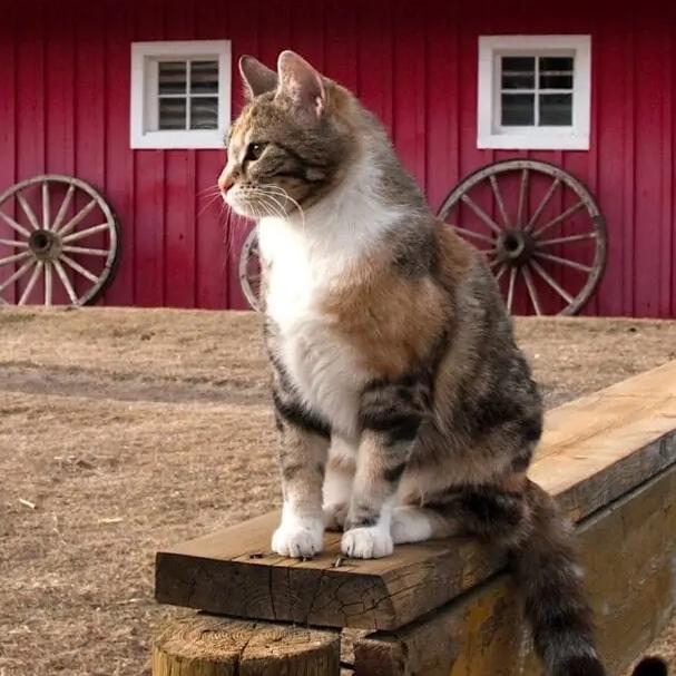 Sponsor a Barn Cat!