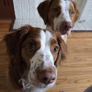Grooming for Roux & Sage