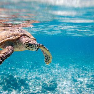 Sea Turtle Sanctuary
