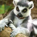 Duke Lemur Center