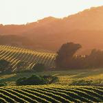 Day Trip to Wine Country