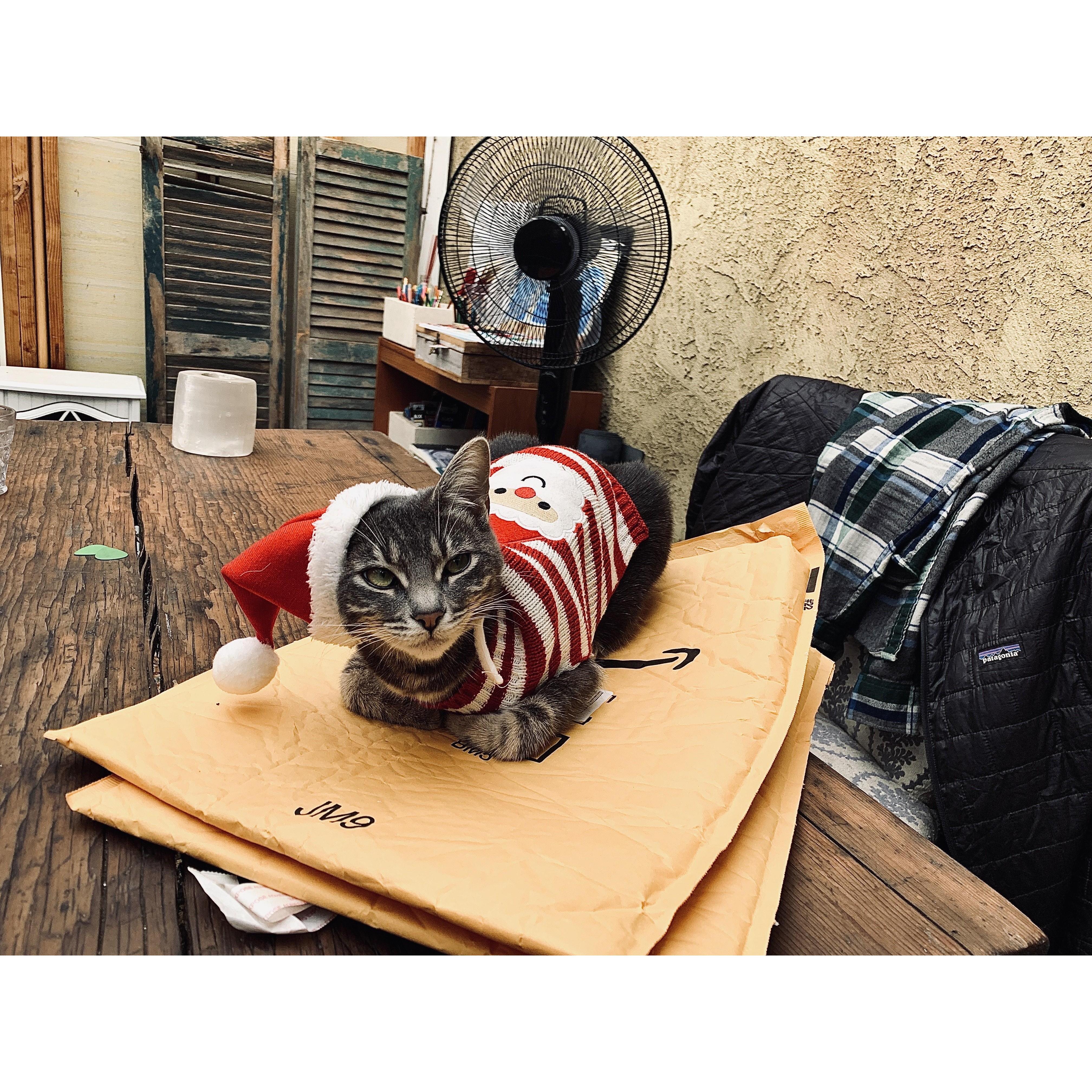 Newest addition to the M + C Fam, Miss Lily
•
OCEAN PARK, CA
2020