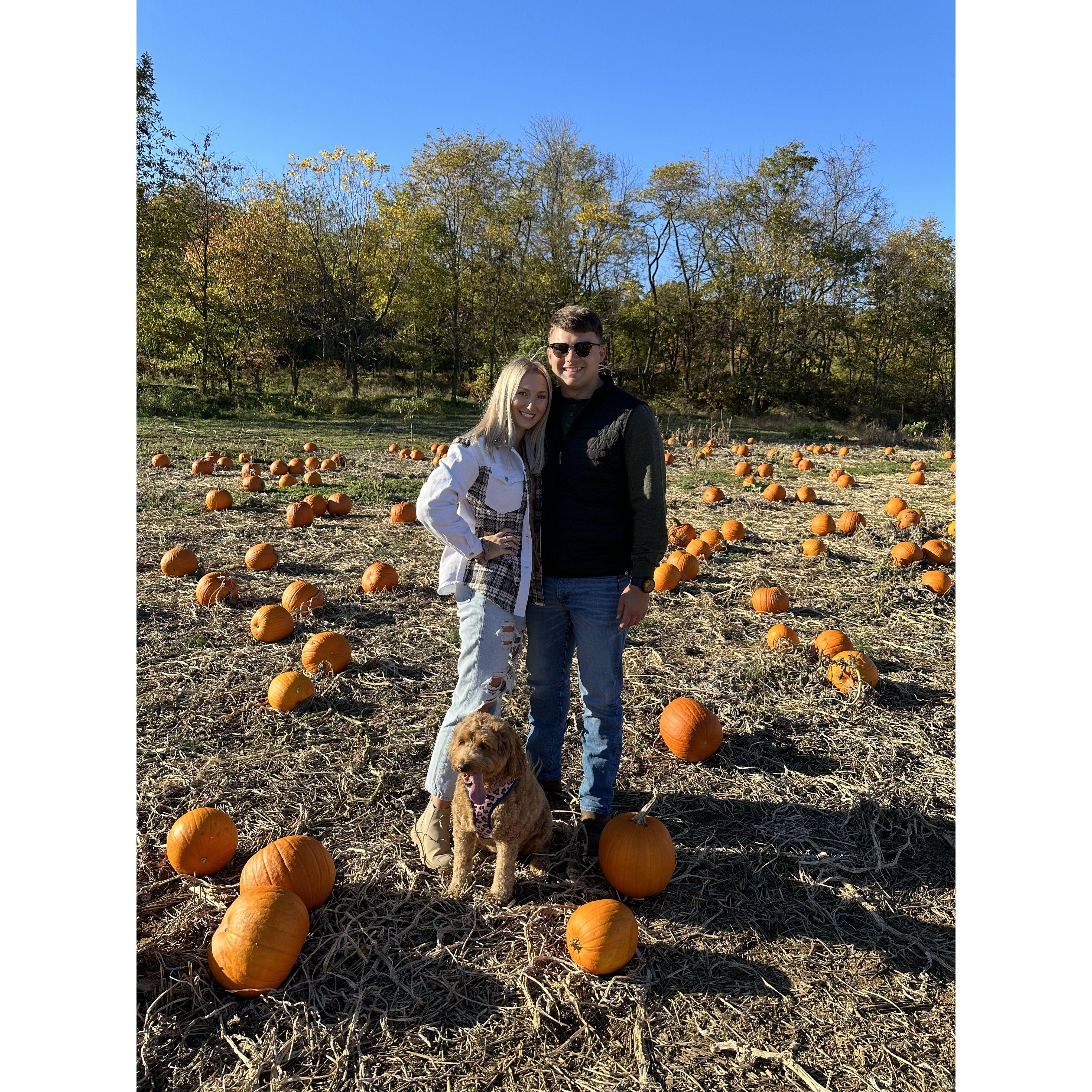 Pumpkin Patch, October 2022