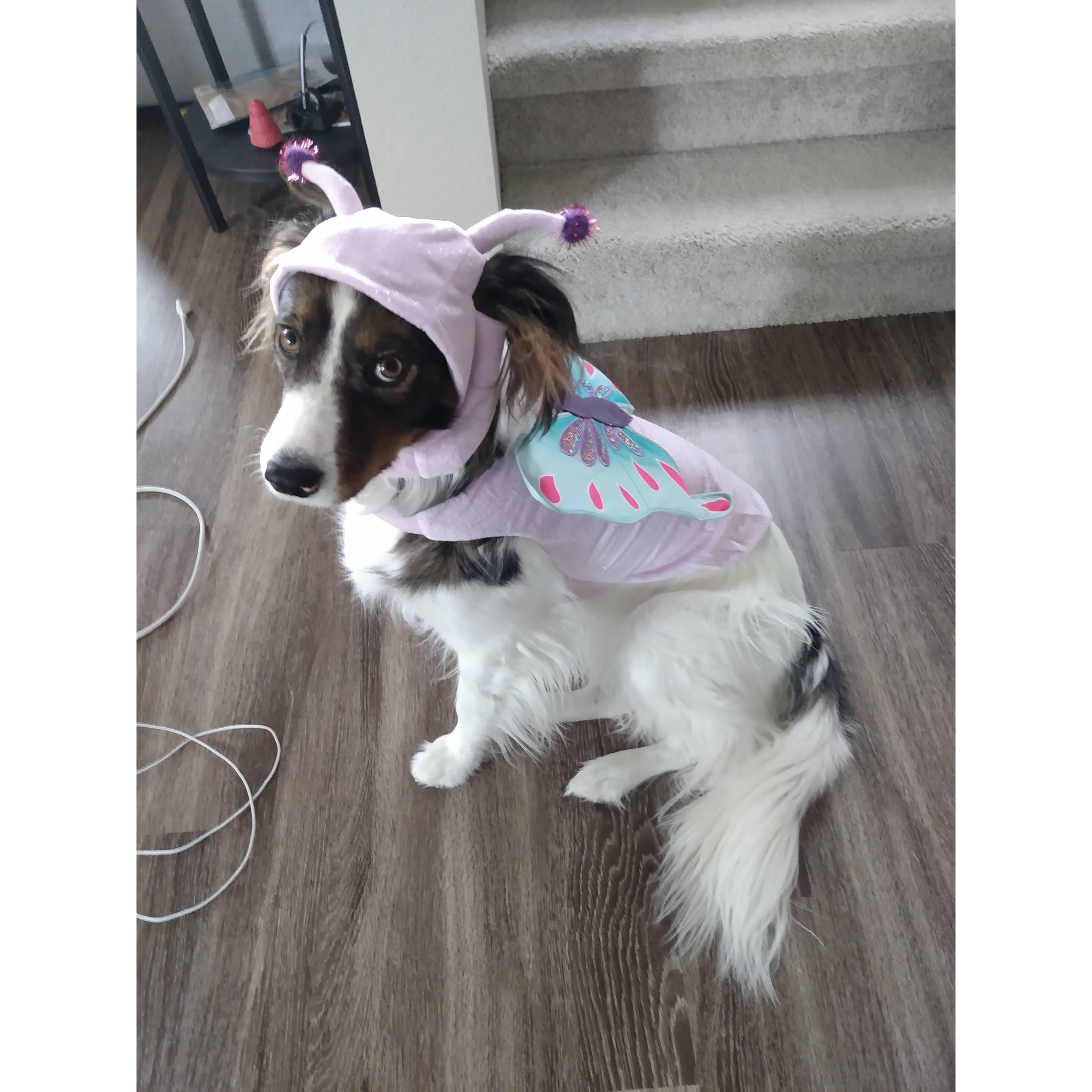 Tessa loves her Halloween costume.