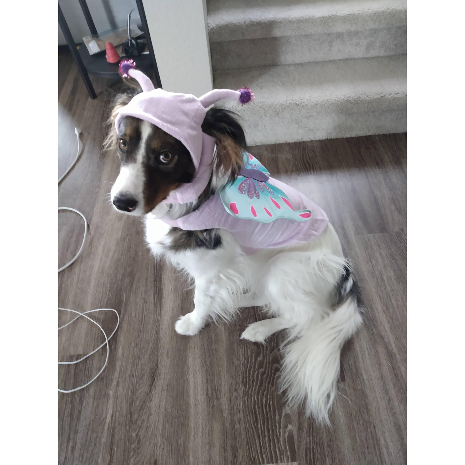 Tessa loves her Halloween costume.